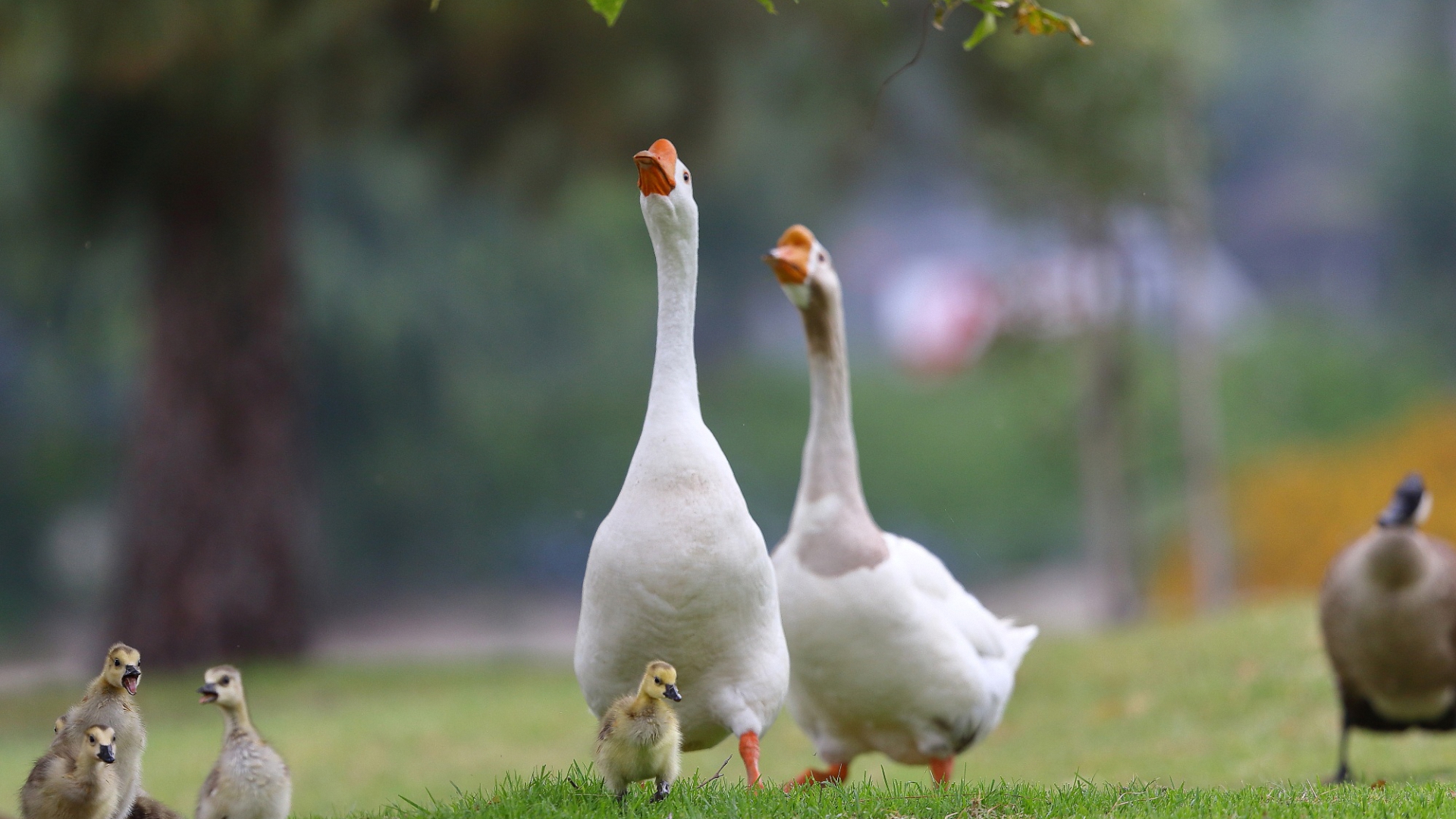 гуся, свинья, кандад