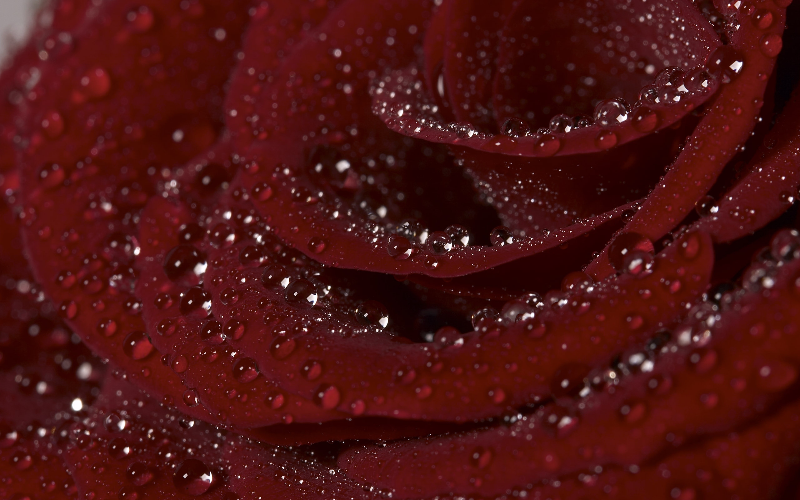 Бордовые цветы с каплями дождя бесплатно