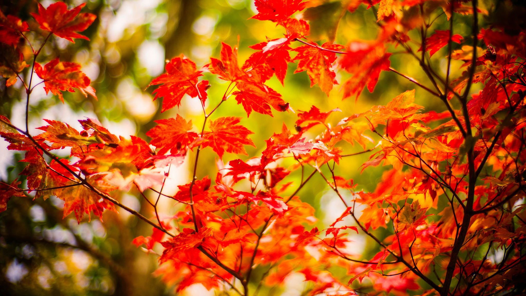 maple