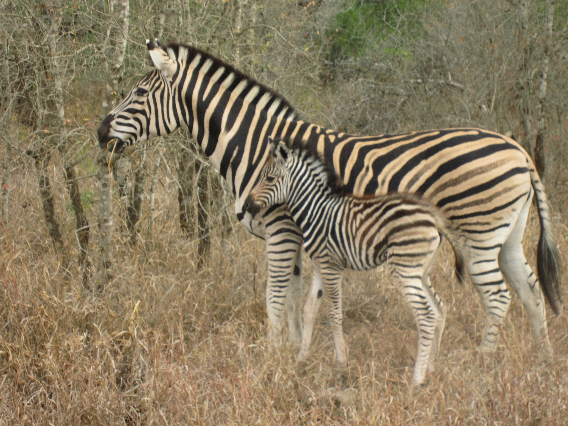зебра, смартфон, лайдо