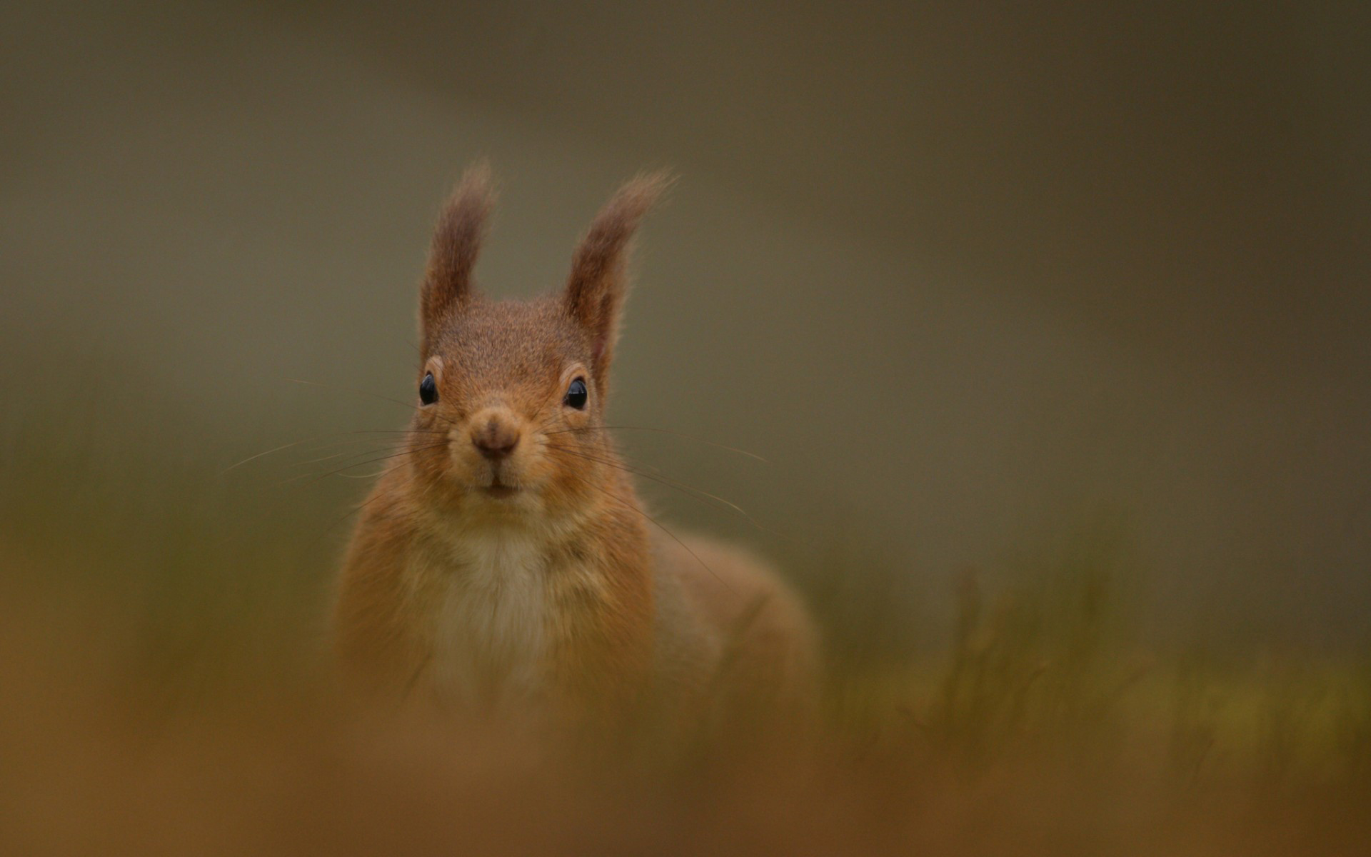 белок, белки