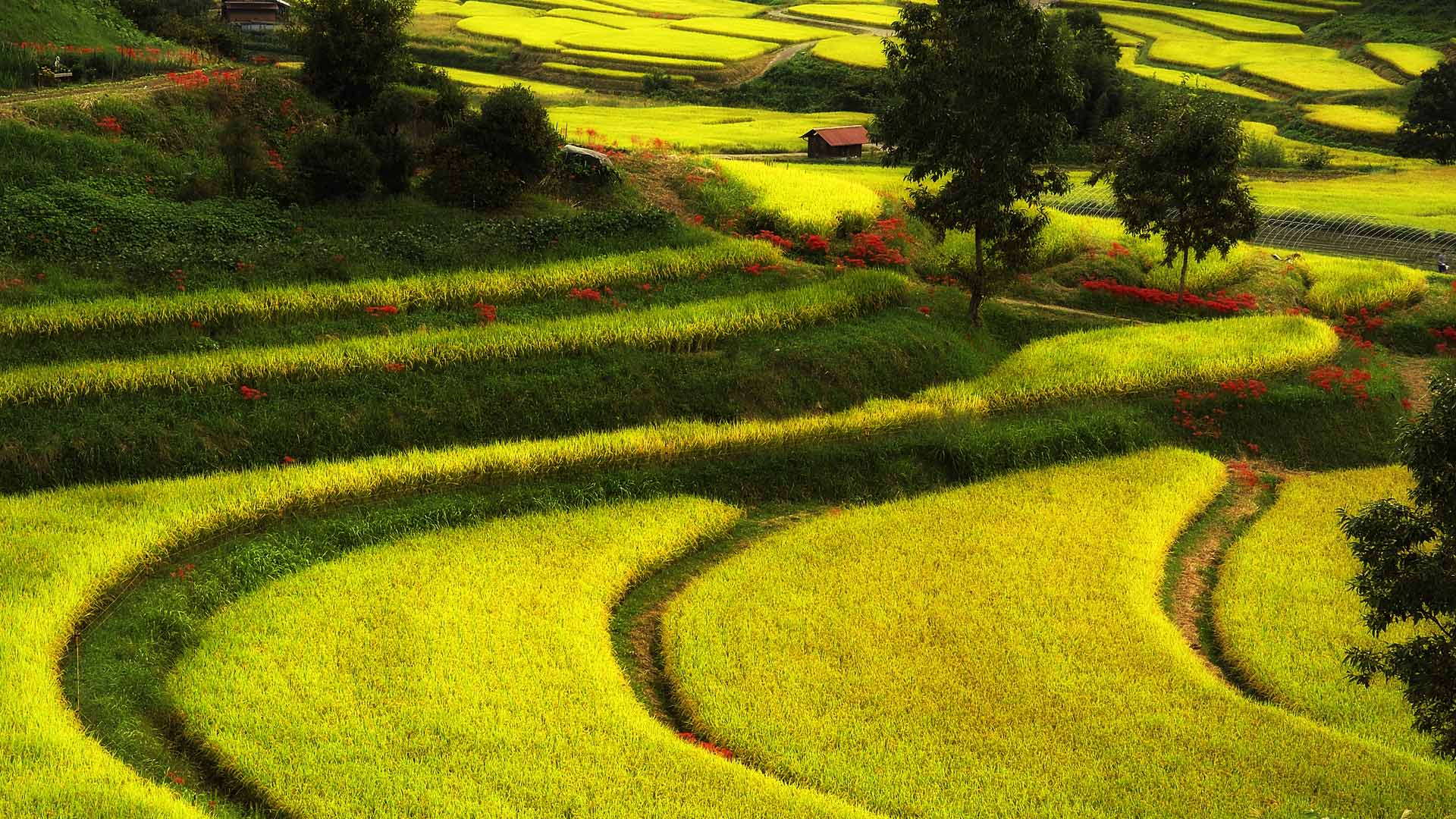 японки, пик, сорняки