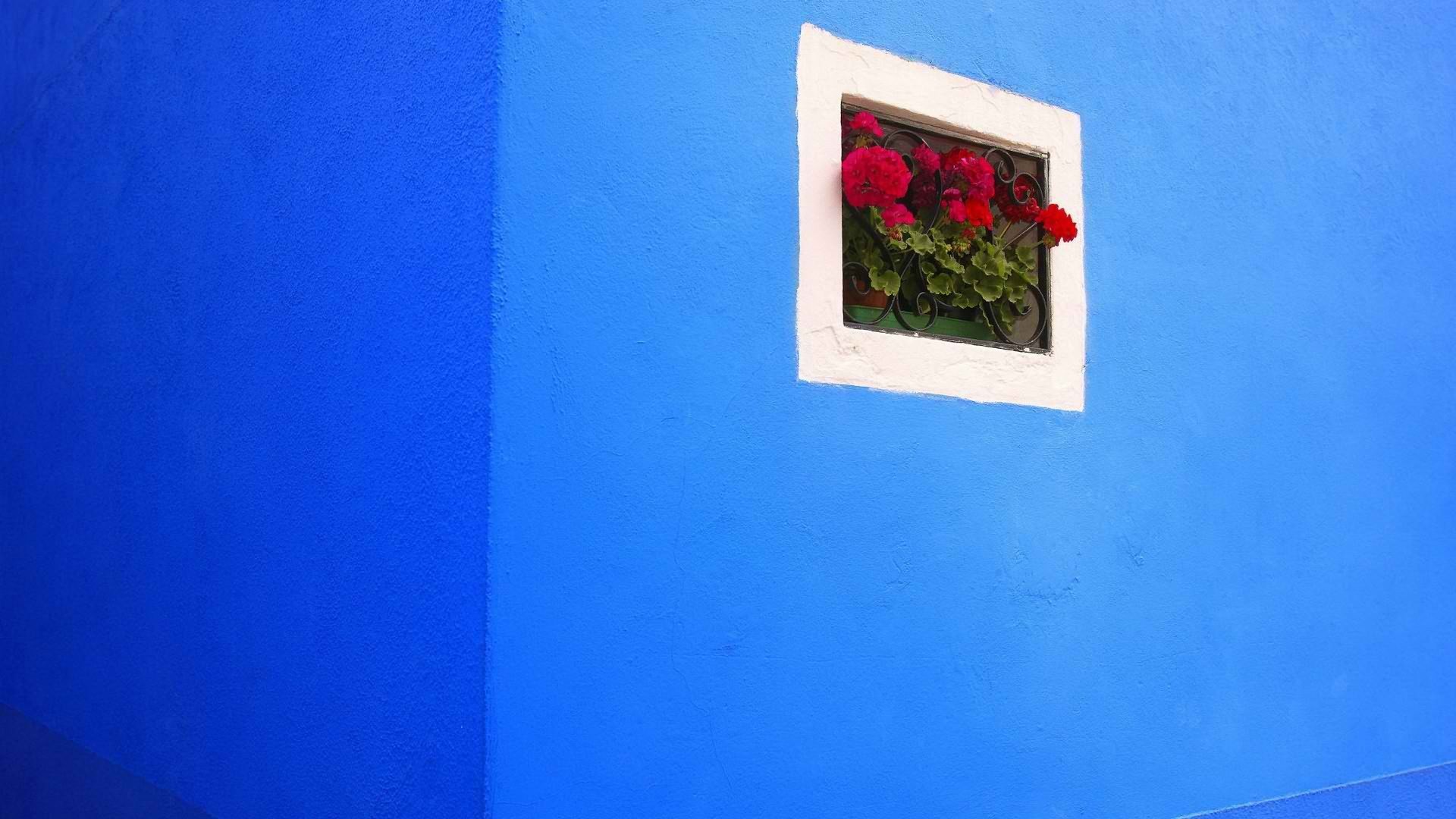 цветы, фото, окно