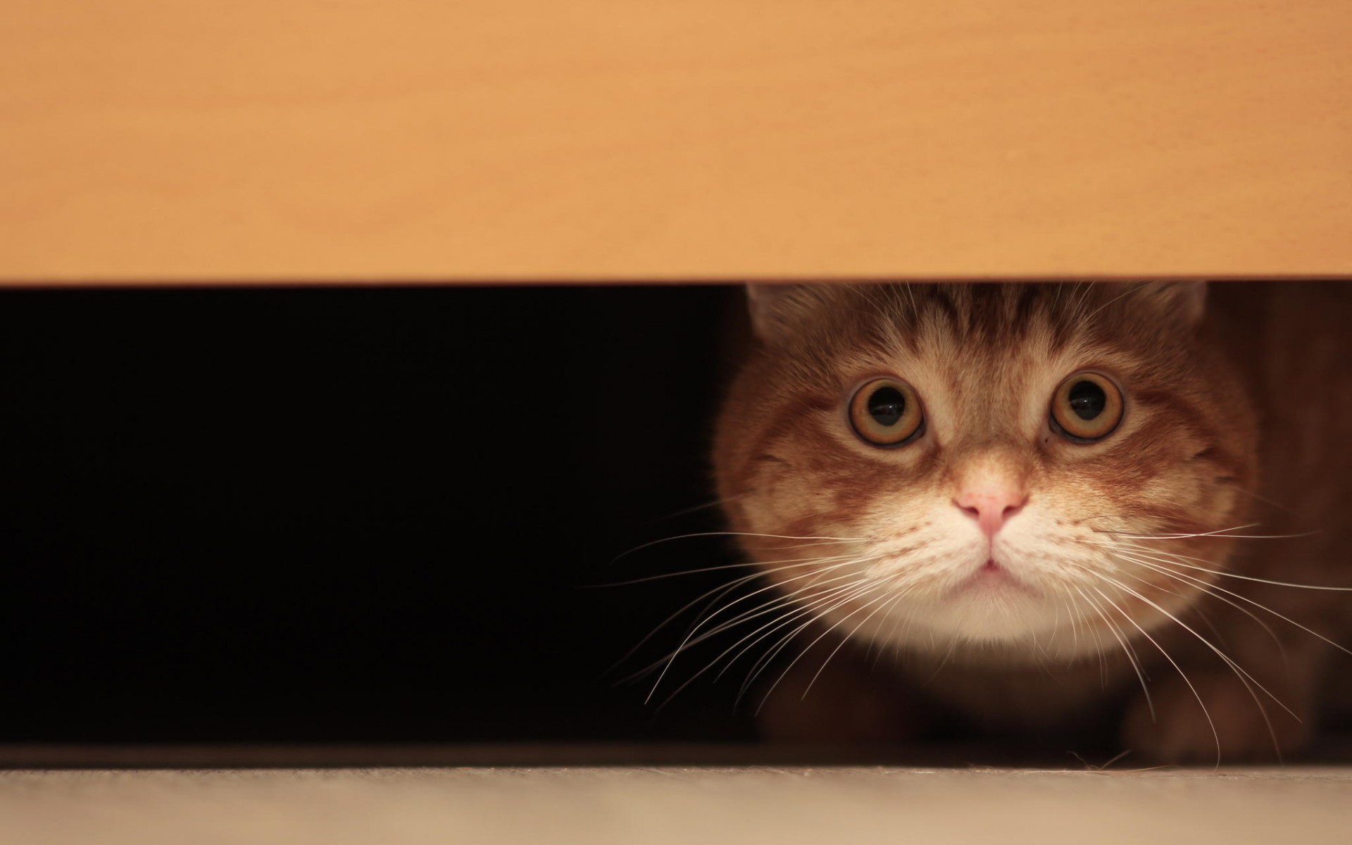 кошка прячется под коробкой