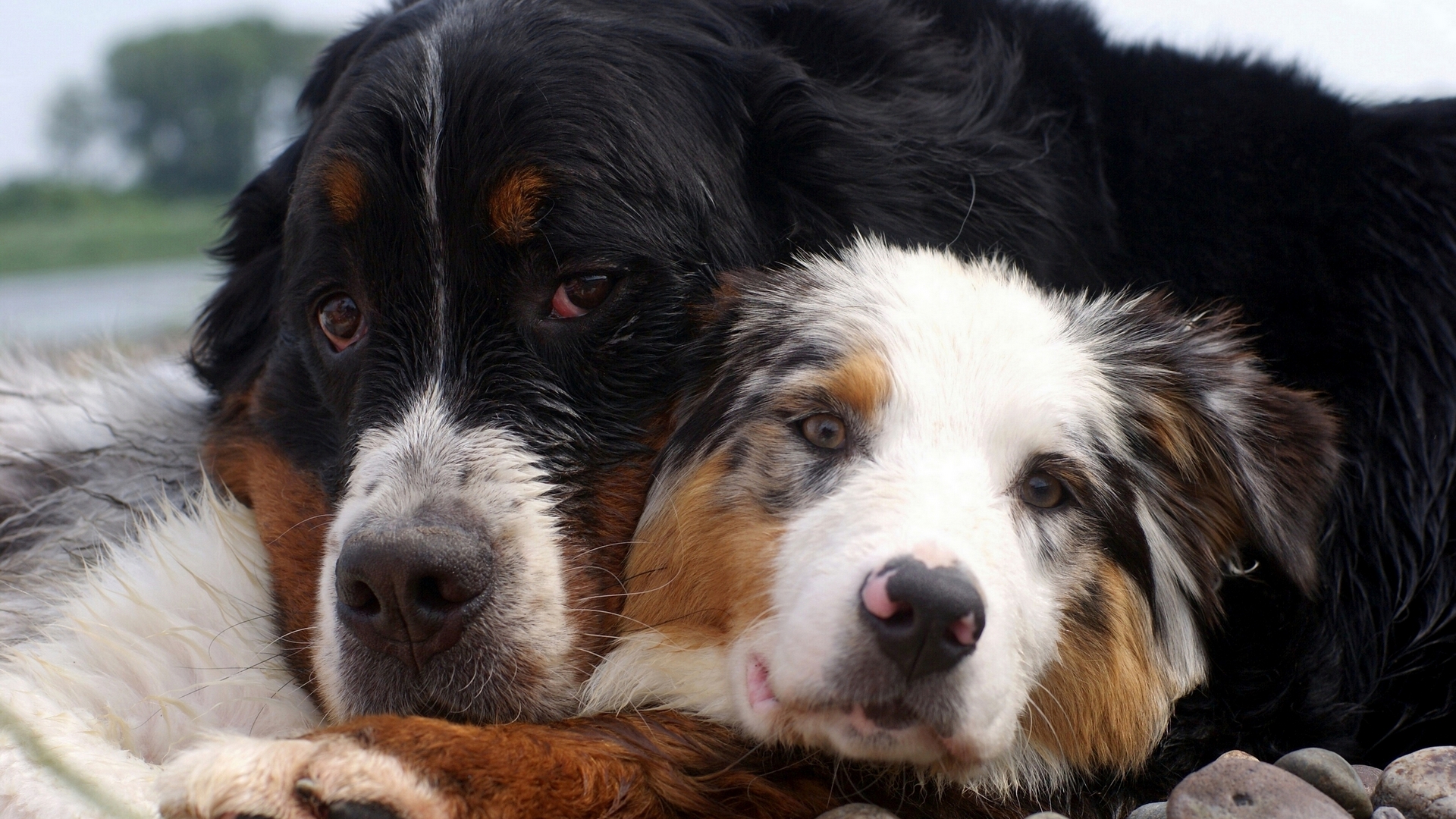 австраликан, защитник, овчарка