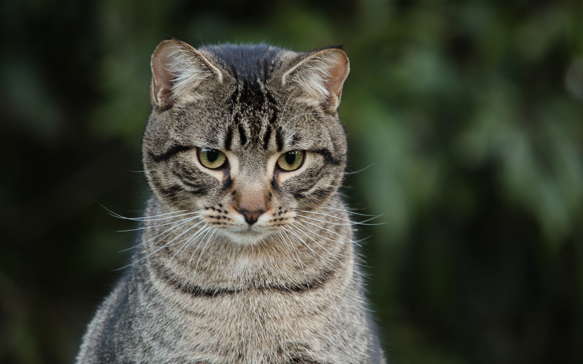 кот, серый, взгляд