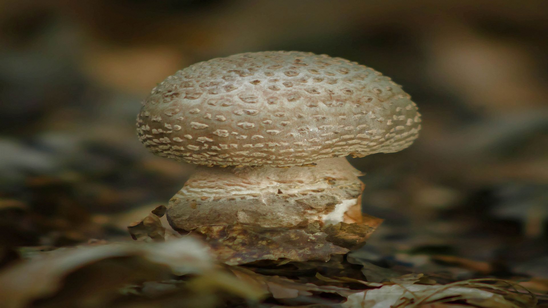 shampinonovoe, википедия