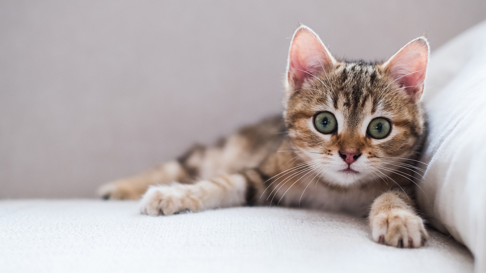 котенок, кошка, животное