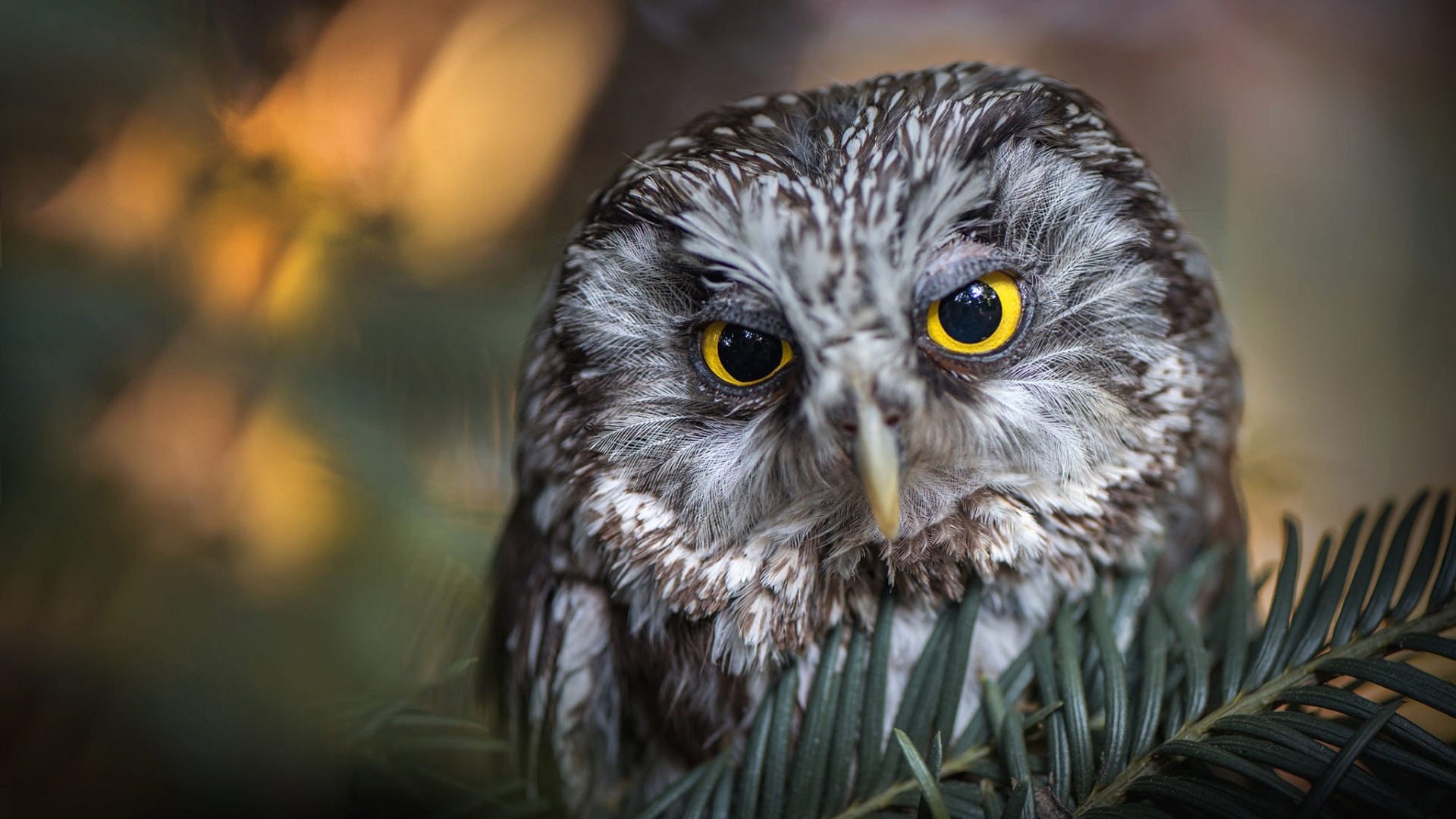 сова, птица, скрежет