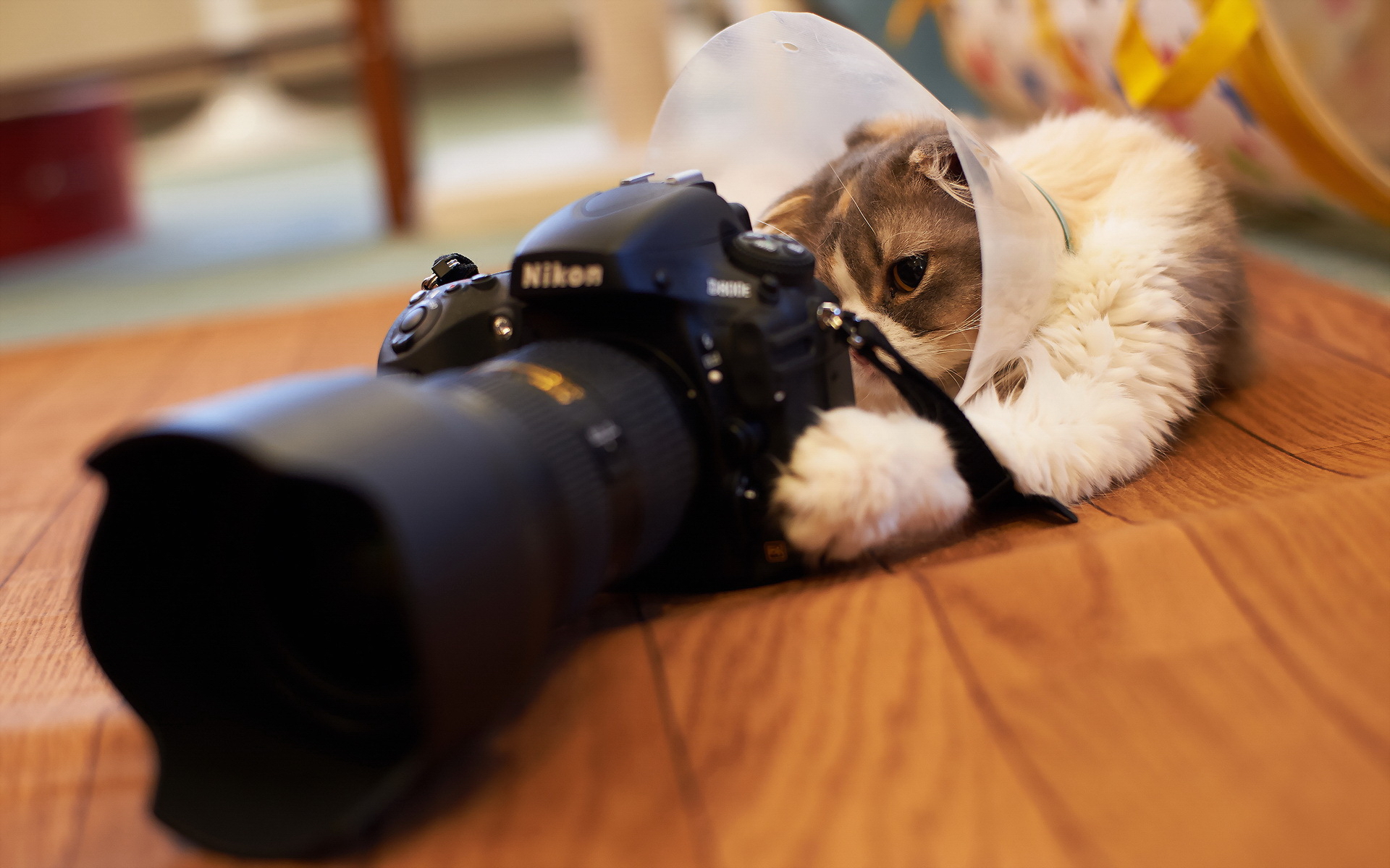 фотоаппарат, кот, развернуть
