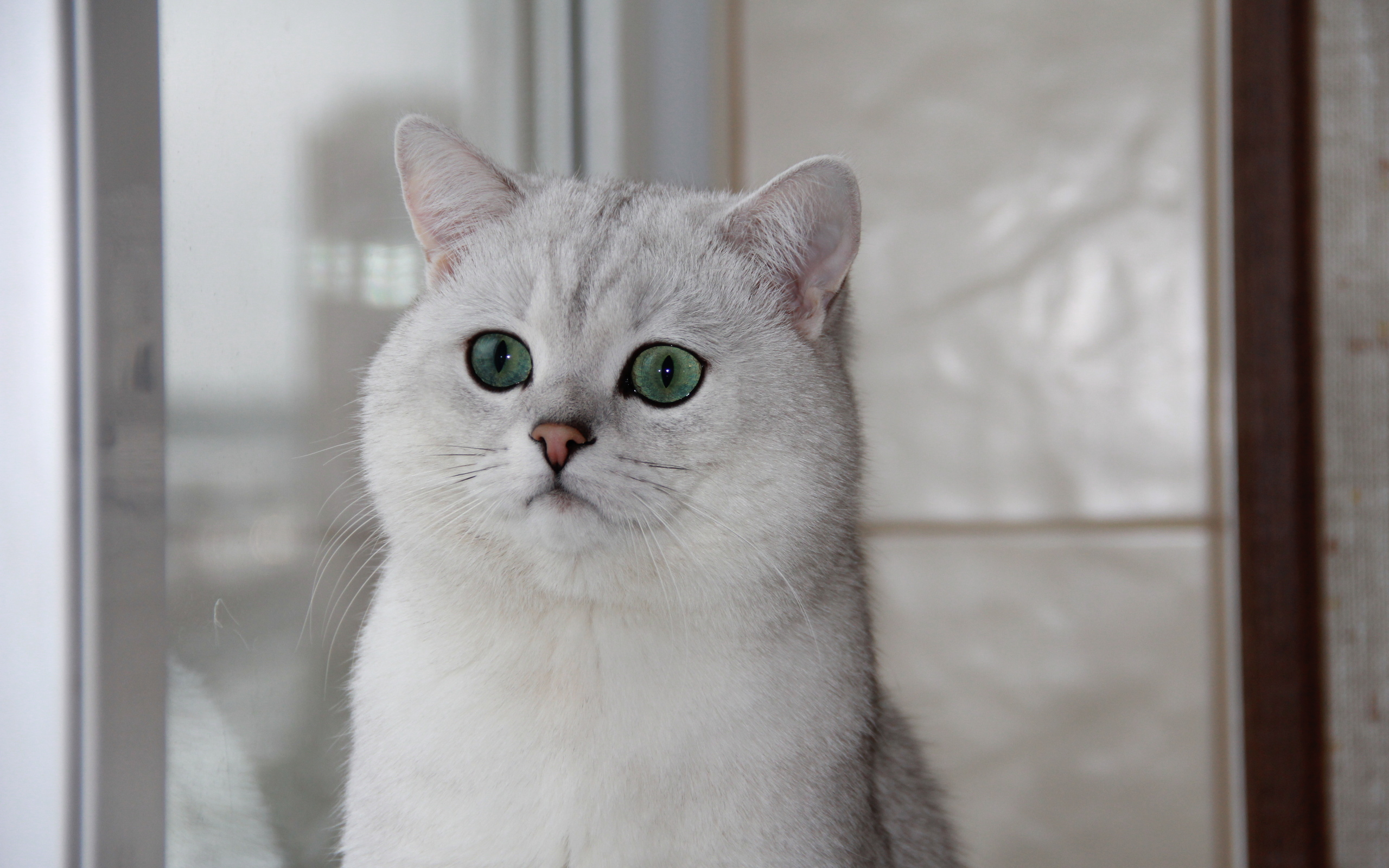 британская, кошка