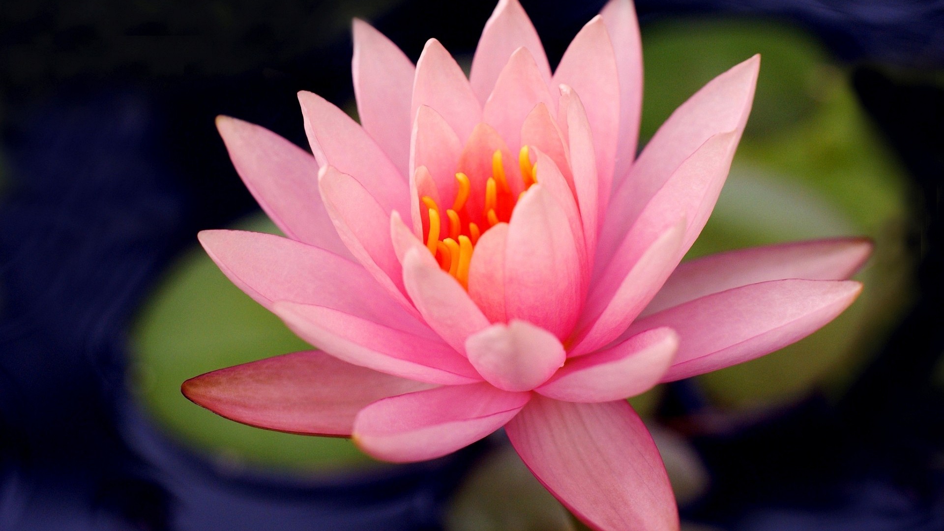 розовый цветок, который находится в воде