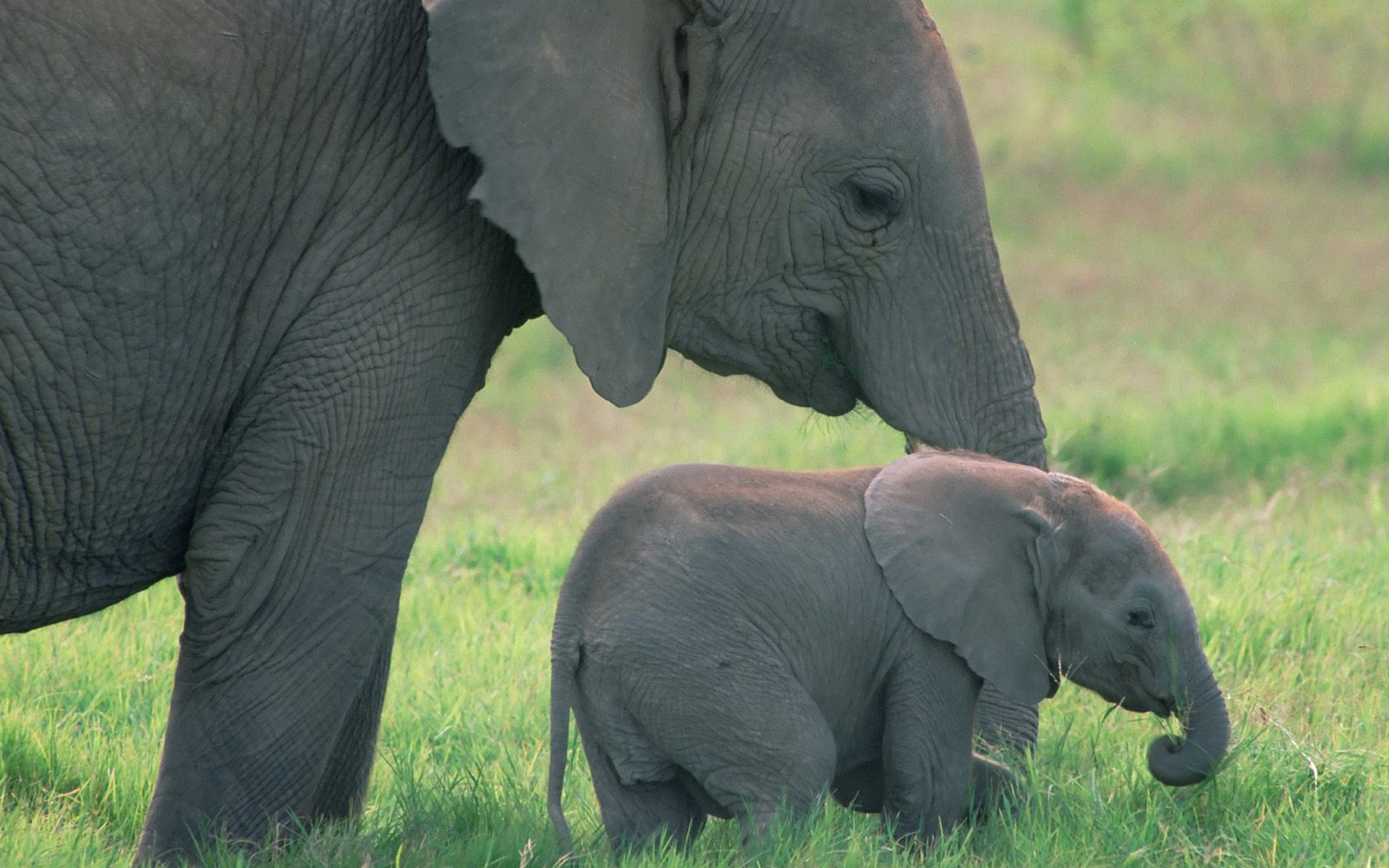 Детские видео животных. Слоненок. Слониха со слоненком. Животные и Детёныши. Большие и маленькие животные.