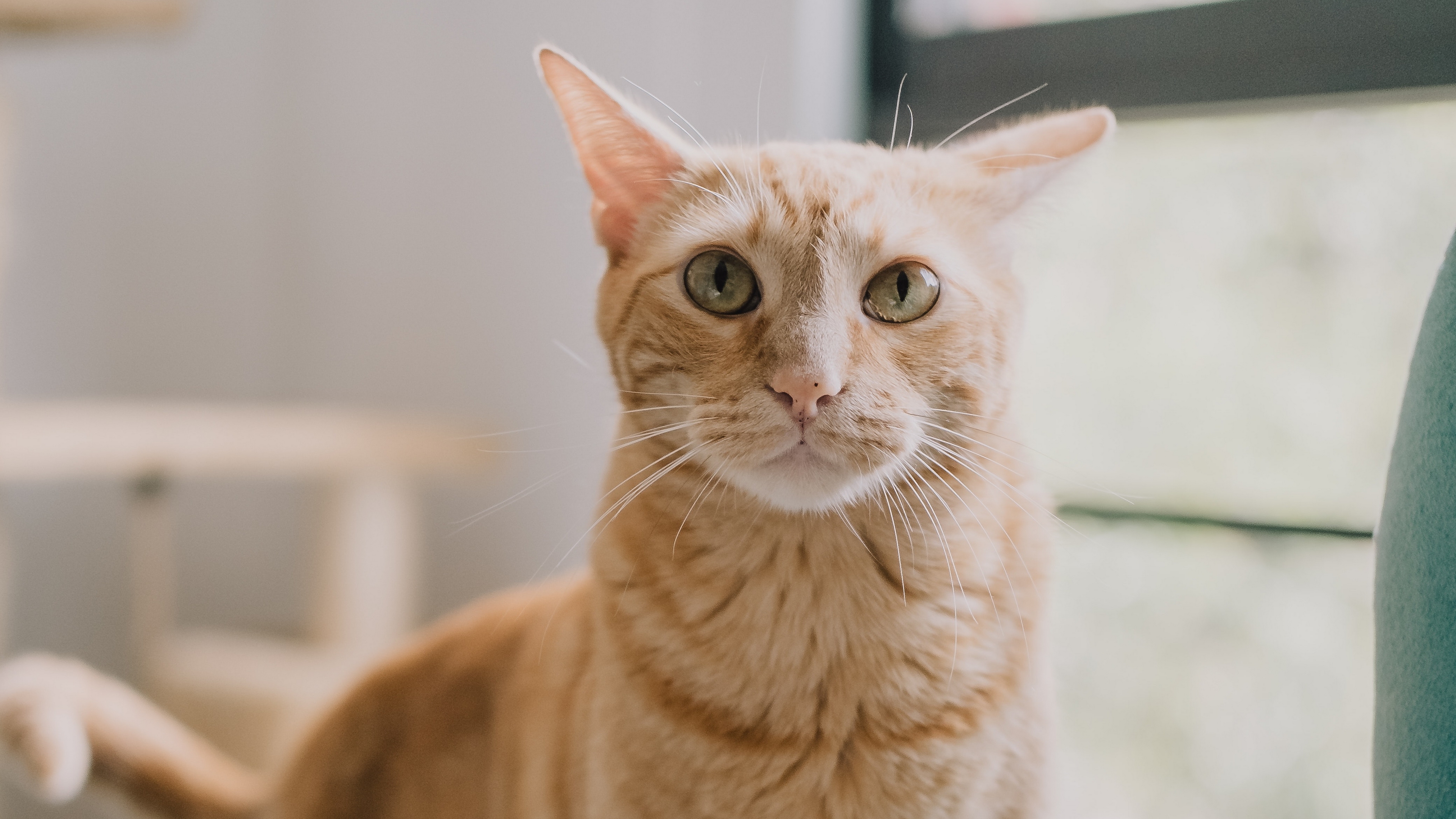 гато, кот, оранжевый