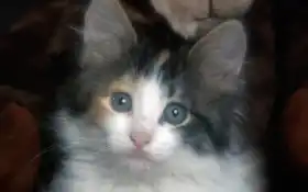 кошка сидит на одеяле и смотрит в камеру