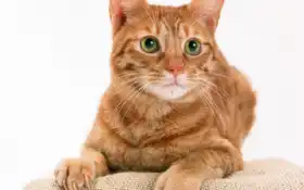 есть кошка, которая сидит на подушке и смотрит в камеру