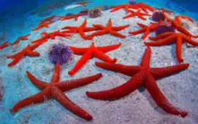 звезды, красный