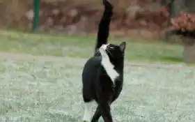 кот, трава, белый