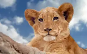 лев, животное