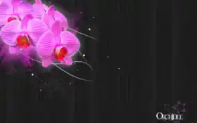 орхидин, орхидей, настольный