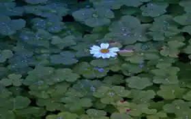 цветы, бинден, георгин