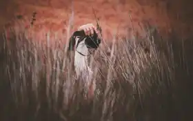 фото, трава, поле