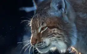 животное, аркан