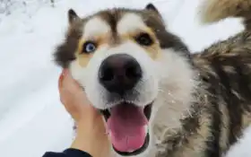 таски, сибиряк, животное