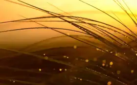 альберт, кьяу, подвиг