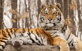 тигр, сибиряк, квест