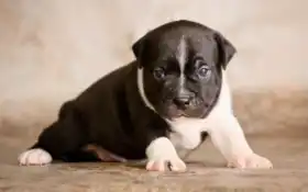 бутерьер, бык