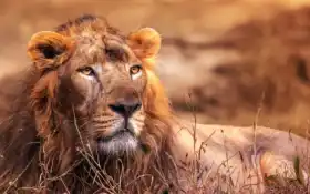 left, природа