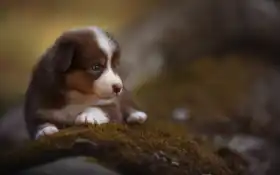 енок, колли, граница