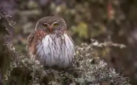 птица, фото, сова