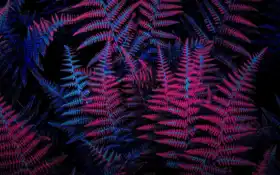 лист, неон, фото