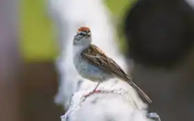 воробей, птица, эмберизидан