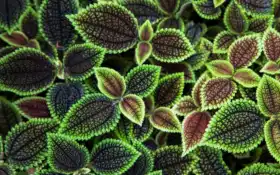 стерео, лист