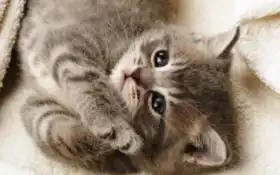 симпатичный, котенок