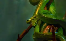 змея, змея, хвост