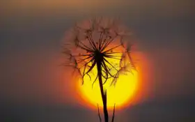 одуванчик, закат, цветы
