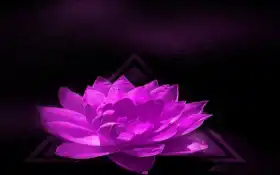 lotus, nucifera