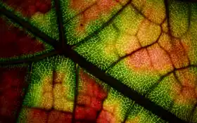 цвет, минет, минет