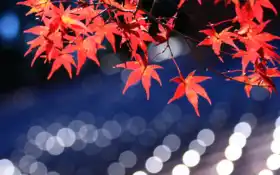 клен, японки, японки