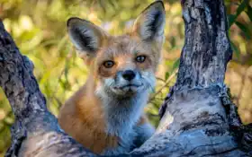 фокс, красный, комплект