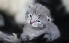 кот, котенок, животное