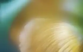 ау, фото, май