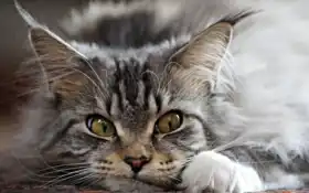 кот, животное, кун