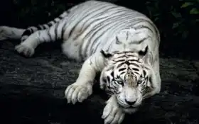 тигр, белый, природа