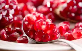 семя, семя, плод