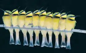 птица, пчелка, едок